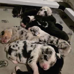 Merle - Red merle male Australian Shepherd puppy in Nezperce, Idaho from Willow Creek Farm