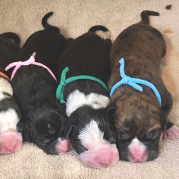 Boxer Puppies from Venician Boxers