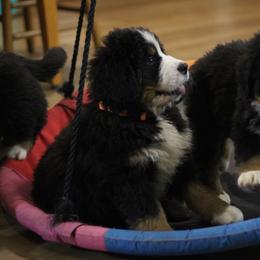 Sherman - Black rust and white male Bernese Mountain Dog puppy in Walnut Creek, Ohio from Emerald Acres Bernese