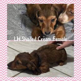 Girl 2 - Sable female Dachshund puppy in Houma, Louisiana from Portier’s Mini Dachshunds