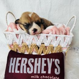 Kit-Kat - Red male Pembroke Welsh Corgi puppy in Sheldon, Missouri from Clearsky Corgis