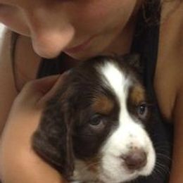 English Springer Spaniels from Maleks Tri English Springer Spaniels