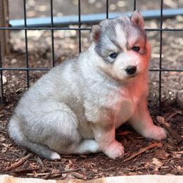 Katie - Gray and white female Siberian Husky puppy in Everett, Washington from Addison Grove Huskies