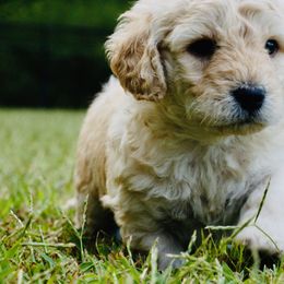 Starbuck - Cream Goldendoodle puppy in Huntington, Arkansas from Prairie Creek Goldendoodles
