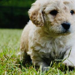 Starbuck - Cream Goldendoodle puppy in Huntington, Arkansas from Prairie Creek Goldendoodles
