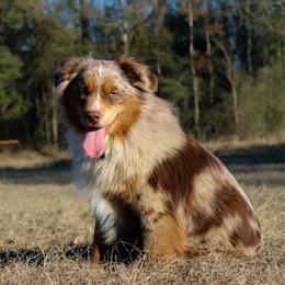 Frankie - Miniature Australian Shepherd
