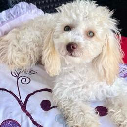 Lily - Poodle