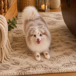 Jack - Lavender male Pomeranian puppy in Effort, Pennsylvania from Pomeranian Puppies