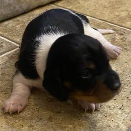 CAMI. CKC FULL RIGHTS - Black and cream female Dachshund puppy in Elizabethtown, Kentucky from Teeny Tiny Puppy Tails