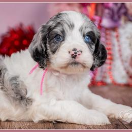 Nala - Merle female Cockapoo puppy in Connersville, Indiana from Deaz Doodle Ranch
