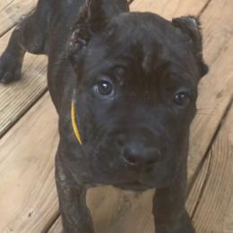 Boy 7 - Chestnut brindle male Cane Corso puppy in Douglasville, Georgia from Palazzo Cane Corso