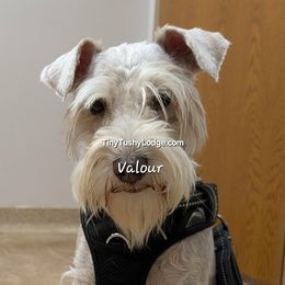 AKC Valour - Parti male Miniature Schnauzer puppy in Greencastle, Indiana from Tiny Tushy Lodge