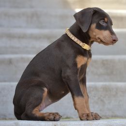Doberman Pinscher Puppies from Obsidian Kennels