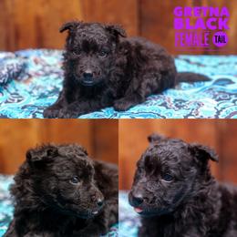 Gretna - Black female Mudi puppy in Gatlinburg, Tennessee from Greenbrier