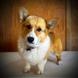 Chewy - Pembroke Welsh Corgi