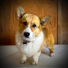 Chewy - Pembroke Welsh Corgi