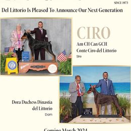 Doberman Pinschers from Roberto Zorzi