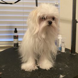 Maltese All Grown Up from A Maltese 4U