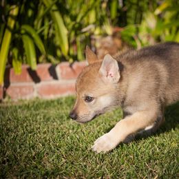 Czechoslovakian Vlcak Puppies from Greyfarer Czechoslovakian Vlcak