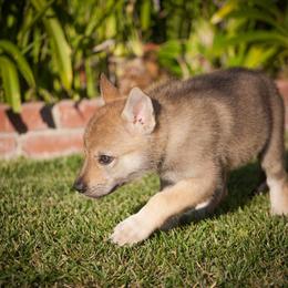Czechoslovakian Vlcak Puppies from Greyfarer Czechoslovakian Vlcak