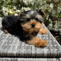 Teddy Bear tiny - Black and tan male Yorkshire Terrier puppy in North Chelmsford, Massachusetts from Coastal Yorkshire Terrier Yorkies & Biewer Terriers