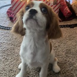 Cavalier King Charles Spaniel Puppies from Christina’s Cavaliers