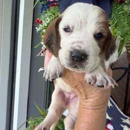 Female 1 - Black white and brown female Basset Hound puppy in Manchester, Tennessee from Middle TN Leopard Catahoulas and Middle TN Bassett Hounds