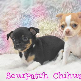 Chihuahua Puppies from Sourpatch Chihuahuas