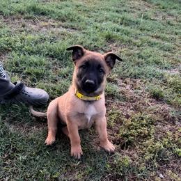 YELLOW - Fawn female Belgian Malinois puppy in Bowman, South Carolina from Cascade Kennels