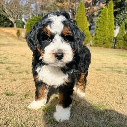 Melody - Tri-color female Bernedoodle puppy in Alpharetta, Georgia from Doodles of Buckhead