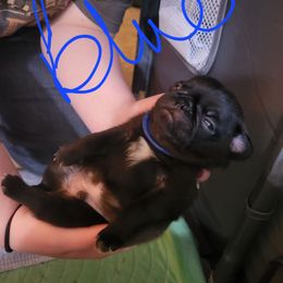 Blue collar - Black male Pug puppy in Brush Prairie, Washington from Paradise Peaks