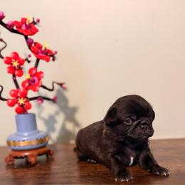 Cove - Black male Pug puppy in Smiths Station, Alabama from Magnolia Pugs