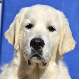 Helios - Golden Retriever