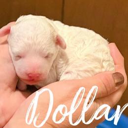 Dollar - White male Poodle puppy in Ballwin, Missouri from Show Me Doodles