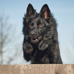 Bren - German Shepherd