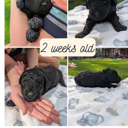 Cherry Garcia - Black female Goldendoodle puppy in Flagstaff, Arizona from Pat's Poodle Pups & Moore