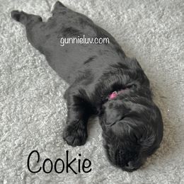 Cookie - Black female Schnoodle puppy in Saint Augustine, Florida from Gunnie Luv, LLC