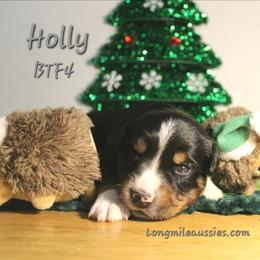 Holly. BTF4 - Black tri female Miniature Australian Shepherd puppy in Elgin, Oregon from LongMile Aussies