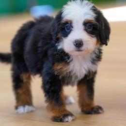 Echo - Tri-color male Bernedoodle puppy in Dundee, Ohio from Down Home Doodle