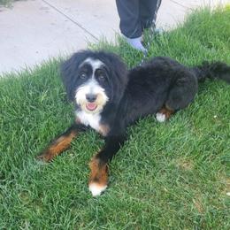 Lorraine - Bernedoodle