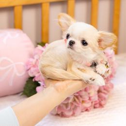 Baby - Cream and white female Chihuahua puppy in Jacksonville, Florida from Petits Chihuahuas