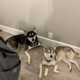 Siberian Huskies from Fewell Huskies