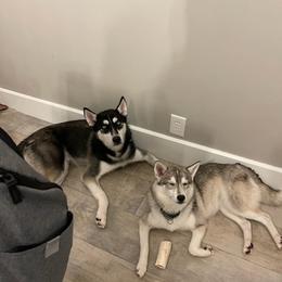 Siberian Huskies from Fewell Huskies