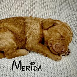 Merida - Red female Aussiedoodle puppy in Upper Lake, California from Redwood Aussiedoodles