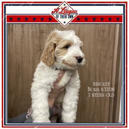 Wrigley - Parti male Goldendoodle puppy in North Conway, New Hampshire from Arbor Grace Doodles