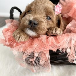 Labradoodle Puppies from Uintah Basin Doodles