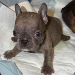 Lilac girl 2 - Blue female French Bulldog puppy in Pennsylvania from R & C French Bulldogs
