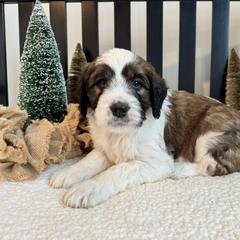 Teddie - Brown and white male Saint Berdoodle puppy in Perrysville, Ohio from Darling Farm Doodles