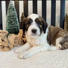 Teddie - Brown and white male Saint Berdoodle puppy in Perrysville, Ohio from Darling Farm Doodles