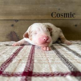 Cosmic - Red merle male Australian Shepherd puppy in Kearney, Nebraska from Helix Aussies